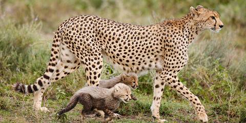 5-Day Birthday Safari Adventure