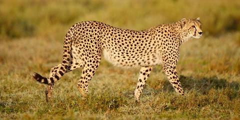 14-Day Southern Tanzania Special Safari