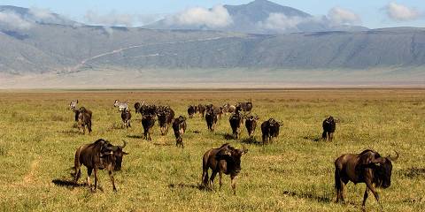 3-Day Exciting Tarangire, Ngorongoro & Lake Eyasi