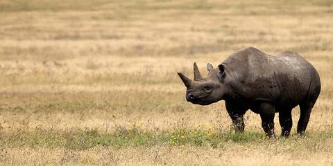 3-Day Luxury Safari Zanzibar -Tarangire, Crater& Manyara