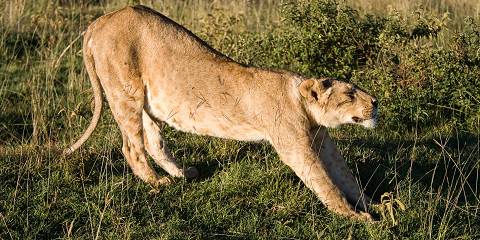 5-Day Tented Serengeti Friends Camps and Lodge