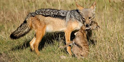 5-Day Serengeti, Ngorongoro & Tarangire Wildlife Safari