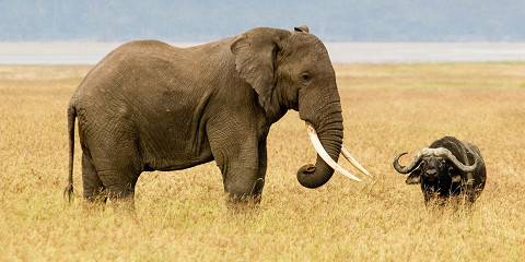 3-Day Highlights of Tarangire, Ngorongoro and Manyara