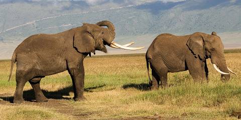 4-Day Marvelous Group Northern Safari- Midrange