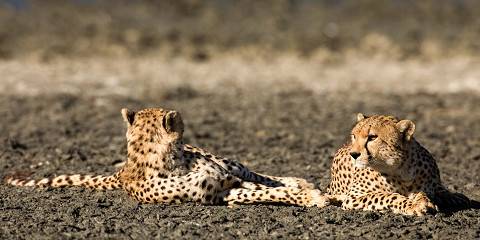 4-Day Fly in Safari to Northern Serengeti