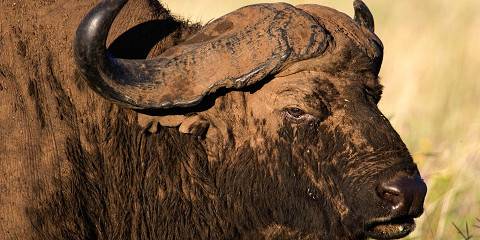3-Day Safari from Zanzibar- Tarangire/Ngorongoro/Manyara