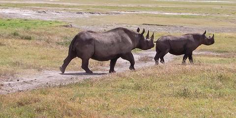 6-Day Lifetime Wildlife Safari with Lake Eyasi