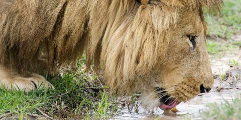 Luxury Honeymoon Adventure Safari & Zanzibar Bliss
