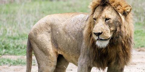 5-Day Fly-in from Zanzibar to Serengeti National Park