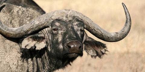 5-Day Northern Serengeti Great Wildebeest Migration