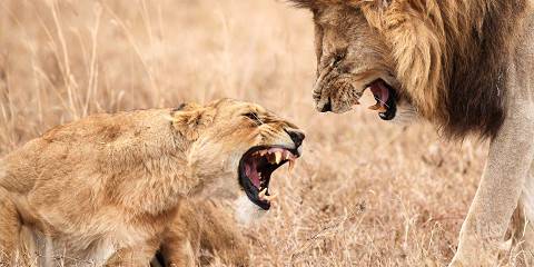 3-Day Tarangire, Ngorongoro & Manyara Best Tour & Safari