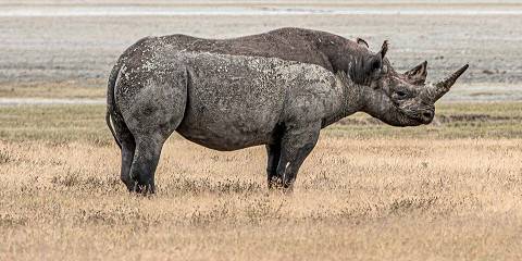9-Day Great Migration Safari ( Mara River Crossing)