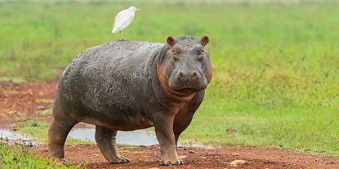 3-Day Classic Safari Arusha, Tarangire&Ngorongoro Crater