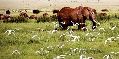 6-Day Western Corrido Grumet Safari