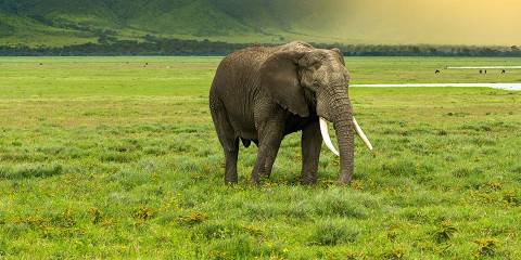 4-Day Backpackers Camping Safari