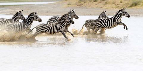 4-Day Wildebeest Calving Safari