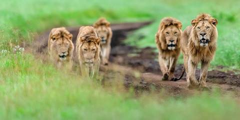 Luxury Safari from Zanzibar Serengeti & Ngorongoro