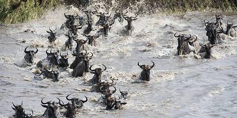 Day Great Migration Experience at Mara River