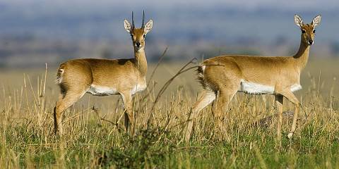 3-Day Tarangire, Lake Manyara & Ngorongoro Midrange Tour