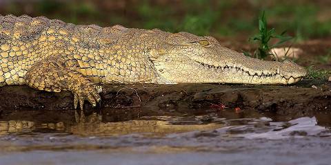 5-Day -Day Tarangire Ngorongoro Serengeti