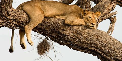 Luxury Safari to Manyara, Serengeti & Ngorongoro