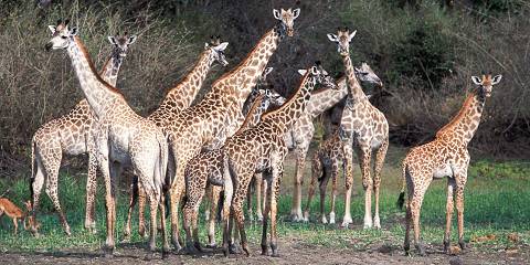 3-Day Mid-Range Mikumi & Nyerere Iconic Safari