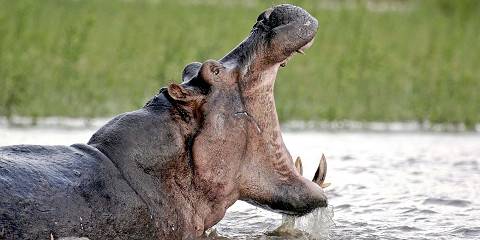 3-Day Group Tour to the Parks Close to Arusha