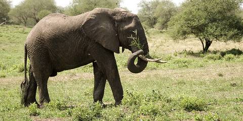 4-Day Tanzania Budget Camping Safari