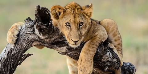 5-Day Serengeti Safari - Luxury