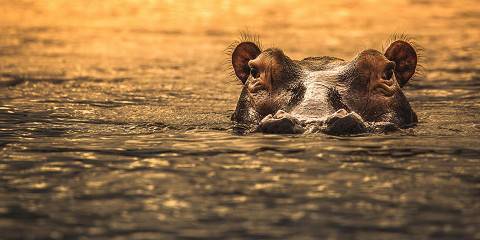 5-Day Nyerere National Park or Selouse Game Resrve