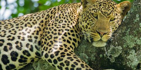 Great Migration Calving Season December to March