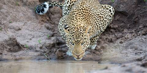 6-Day Great Migration Experience in Ndutu (Dec - April)