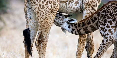 Budget Safari to Tarangire, Manyara & Ngorongoro