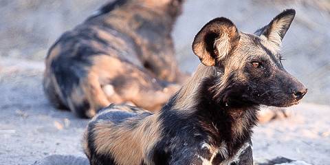 1-Day Trip to Mkomazi National Park