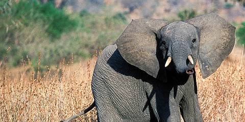 Fly from Dar to Tarangire & Ngorongoro Budget Trip