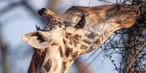 3-Day Fly-in Safari to Serengeti and Ngorongoro Crater
