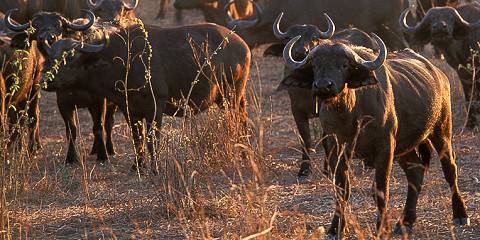 7-Day Luxury Tanzania Safari Adventure
