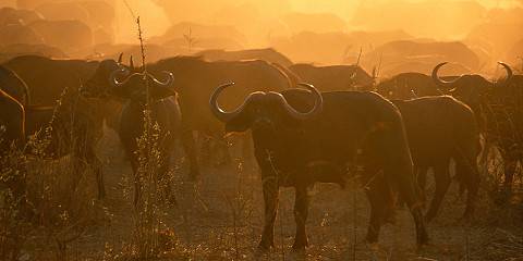 5-Day The Ultimate Safari in Tanzania