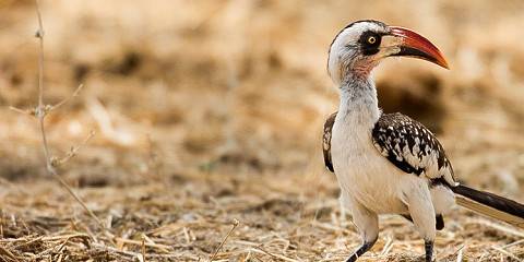 1-Day Shared Fly in & out Zanzibar - Nyerere NP (Selous)