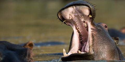 6-Day Luxury Safari All Inclusive