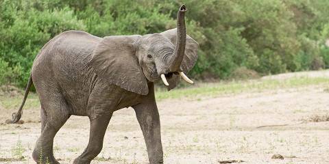 3-Day Exciting Tarangire, Ngorongoro & Manyara Adventure