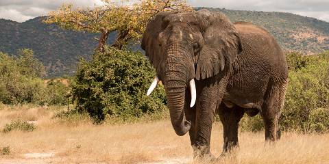 16-Day Northern and Southern Tanzania Major Parks Safari