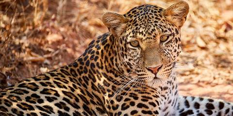 Affordable Trip Tarangire Ngorongoro & Manyara NP