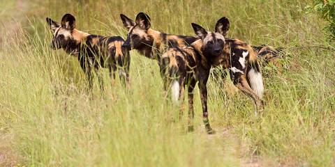5-Day Best Tanzania Safari