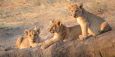 3-Day Safari in Serengeti & Ngorongoro from Zanzibar