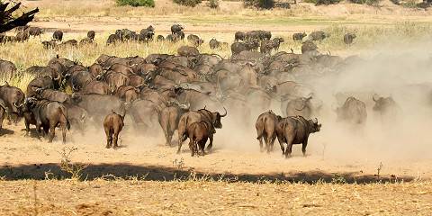 12-Day Classic Mid-Range Safari and Beach Adventure