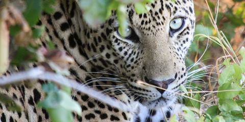 4-Day Luxury Safari Fly-in Serengeti &Crater View Escape