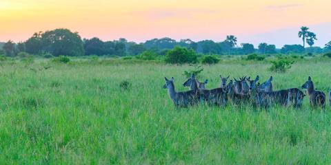 1-Day Saadani National Park Day Trip