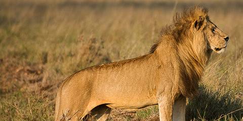 3-Day Maasai Camping & Mikumi Game Drive Safari by Jeep