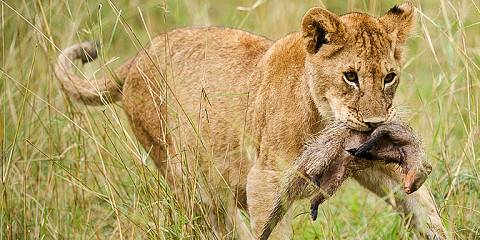 4-Day Safari – Tarangire, Serengeti & Ngorongoro